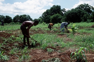 Farmers in Somalia